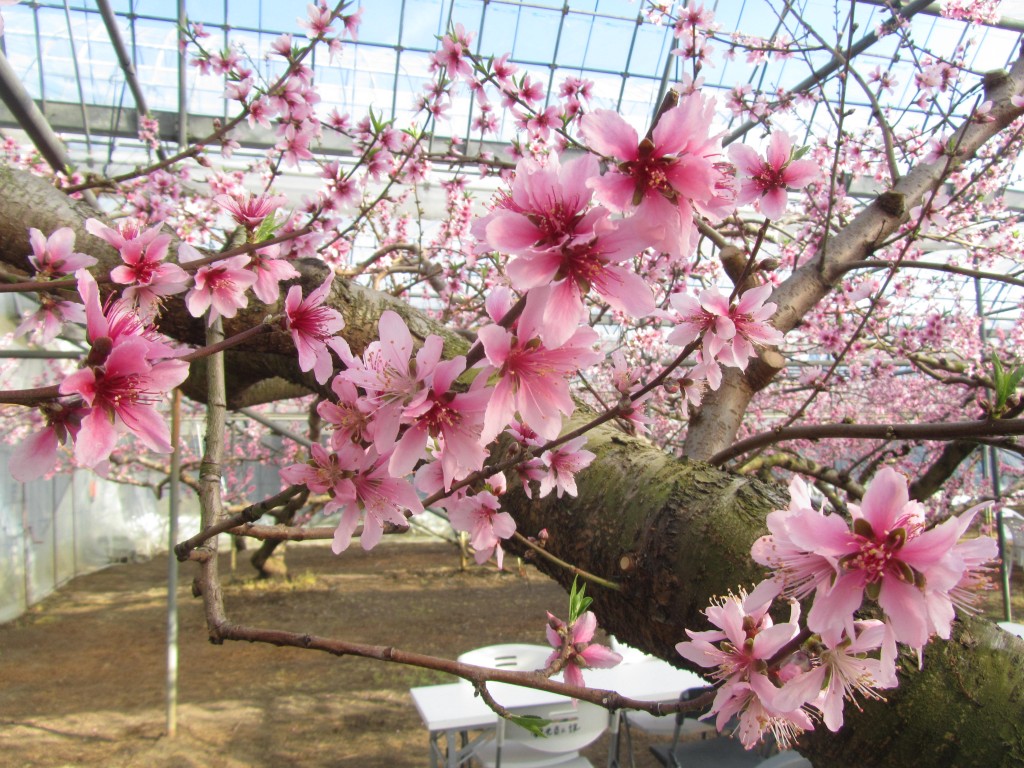 さくら　桜　サクラ　日本画　横尾英子　Japanese painting of cherry blossoms