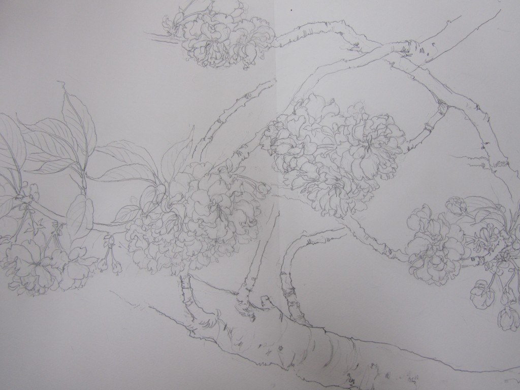 桜　日本画　スケッチ