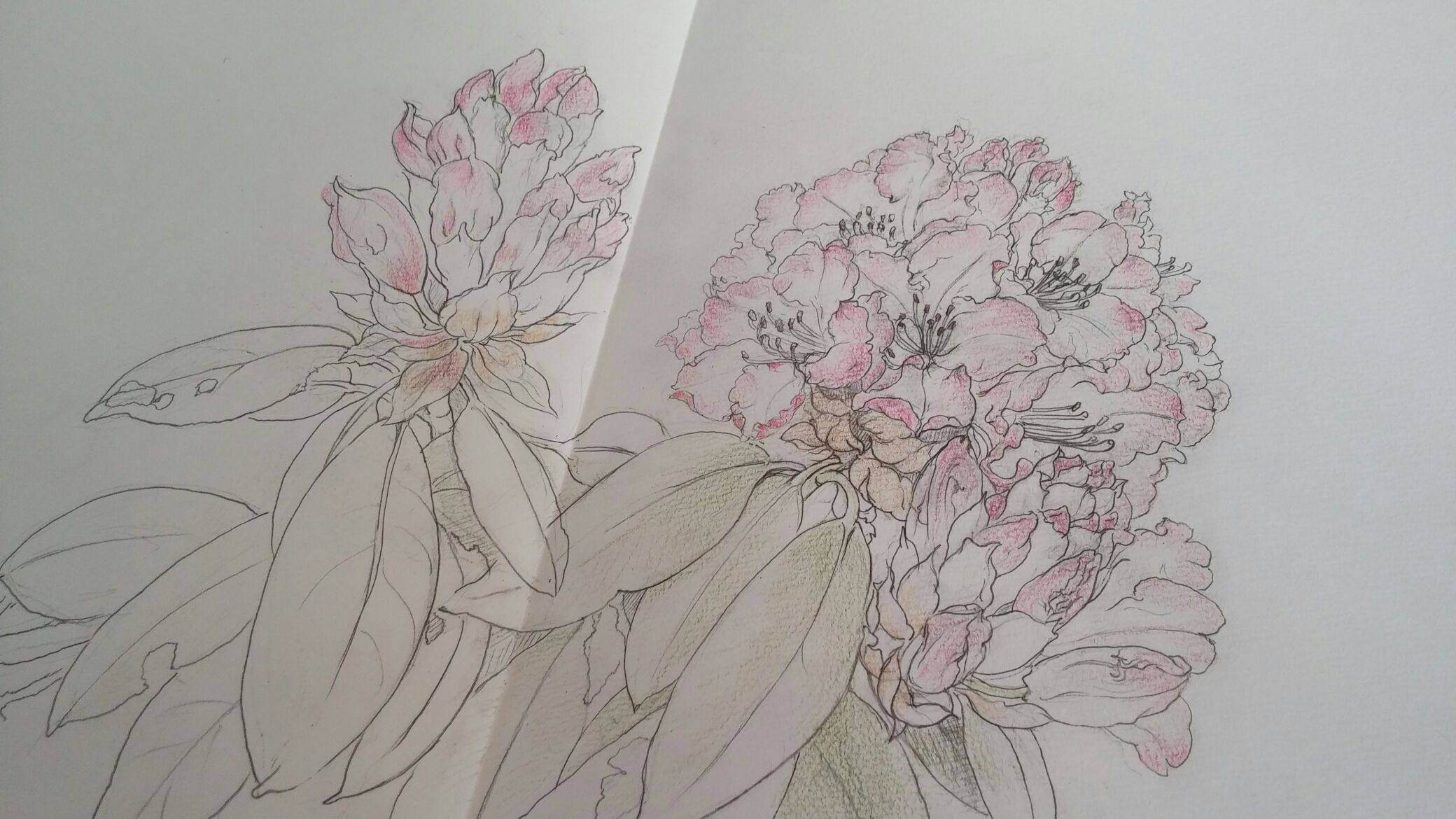 ●石楠花（シャクナゲ）　日本画制作のためのスケッチ６  Rhododendron-Sketch
