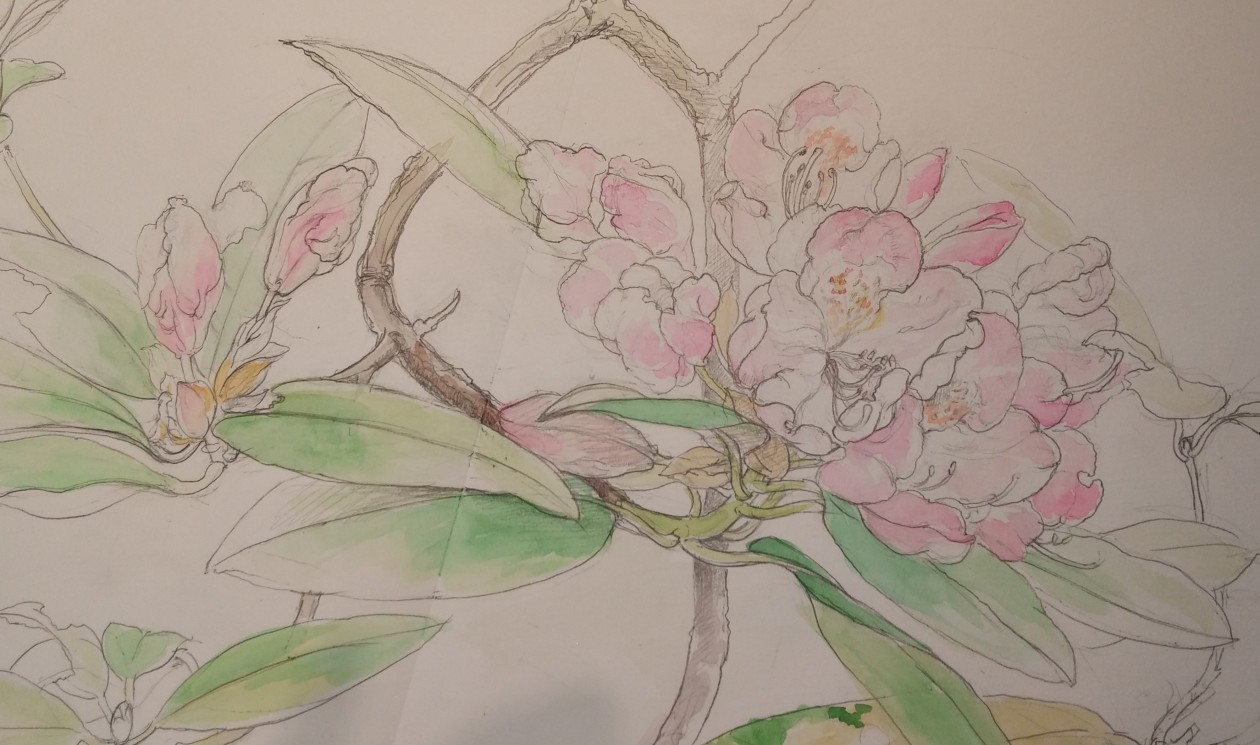 ○石楠花（シャクナゲ）スケッチと日本画３ Rhododendron-Sketch and a 
