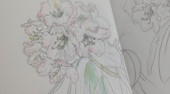 ●吾妻石楠花（アズマシャクナゲ）日本画制作のためのスケッチ１０ Rhododendron-Sketch