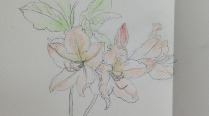 ●蓮華躑躅（レンゲツツジ）日本画制作のためのスケッチ１１Rhododendron -Sketch