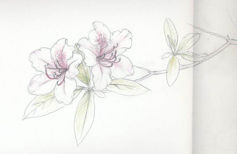 ●ツツジの花　日本画制作のためのスケッチ９　 Azalea-Sketch