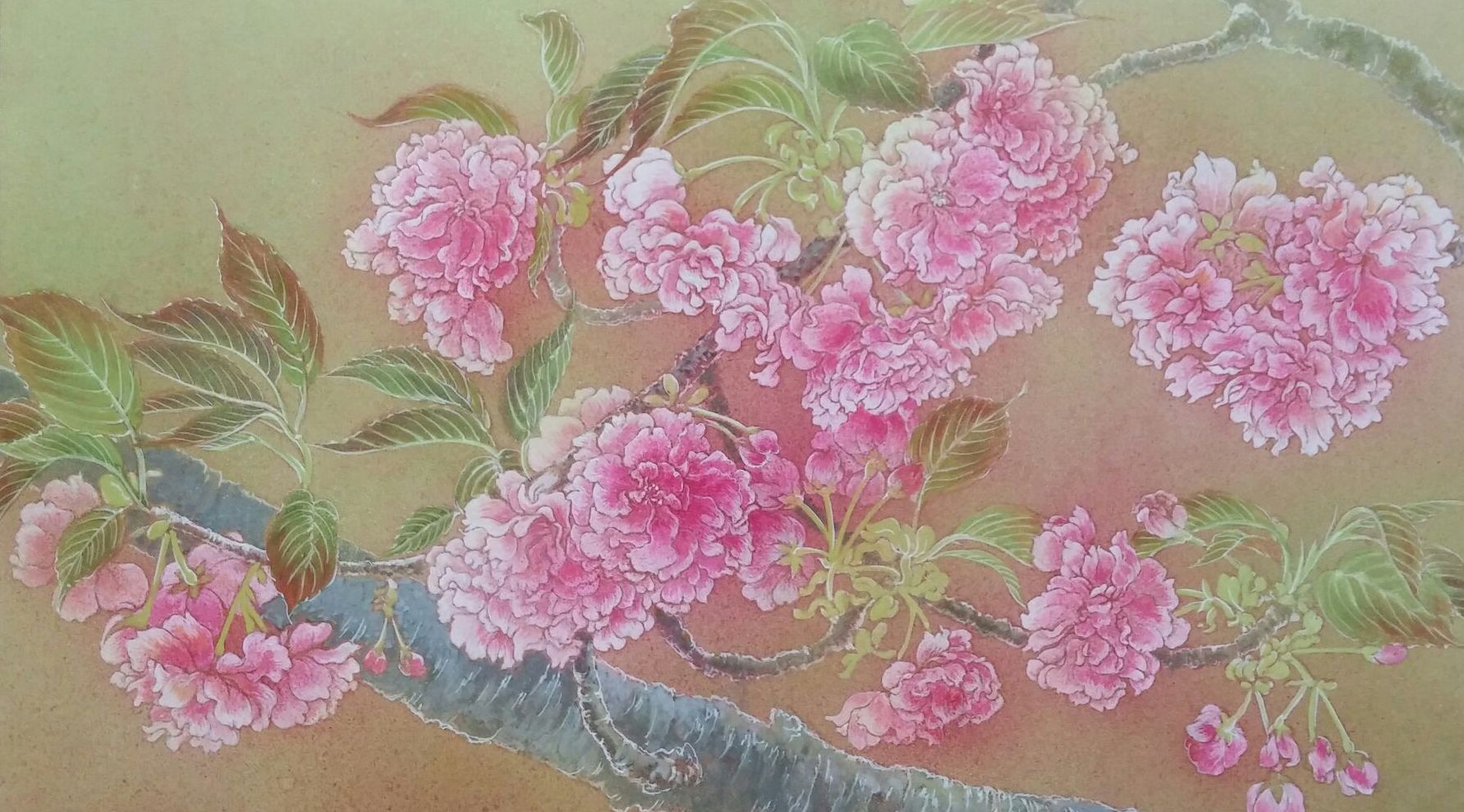 桜（関山）　日本画　  Cherry blossoms (kanzan)   Japanese‐style painting