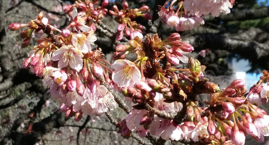 kanzakura1-28