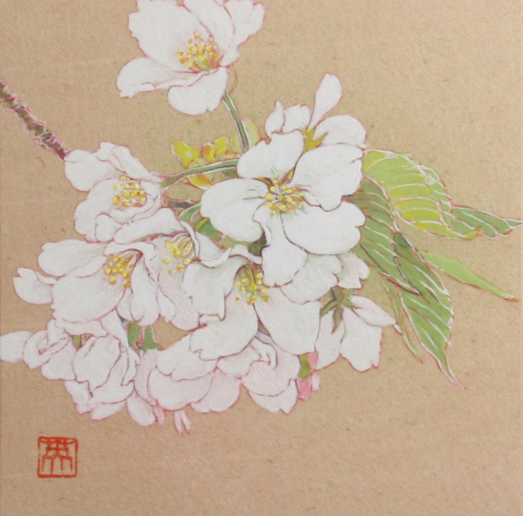 花どき 大島桜